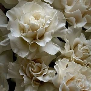 Meet your Posher, Yasmine